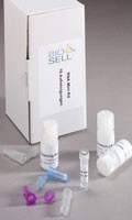 RNA Mini Kit, 50 Reaktionen