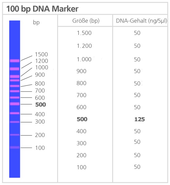 100 bp plus marker DNA wstępnie zabarwiony "ready-to-load", 250 µg